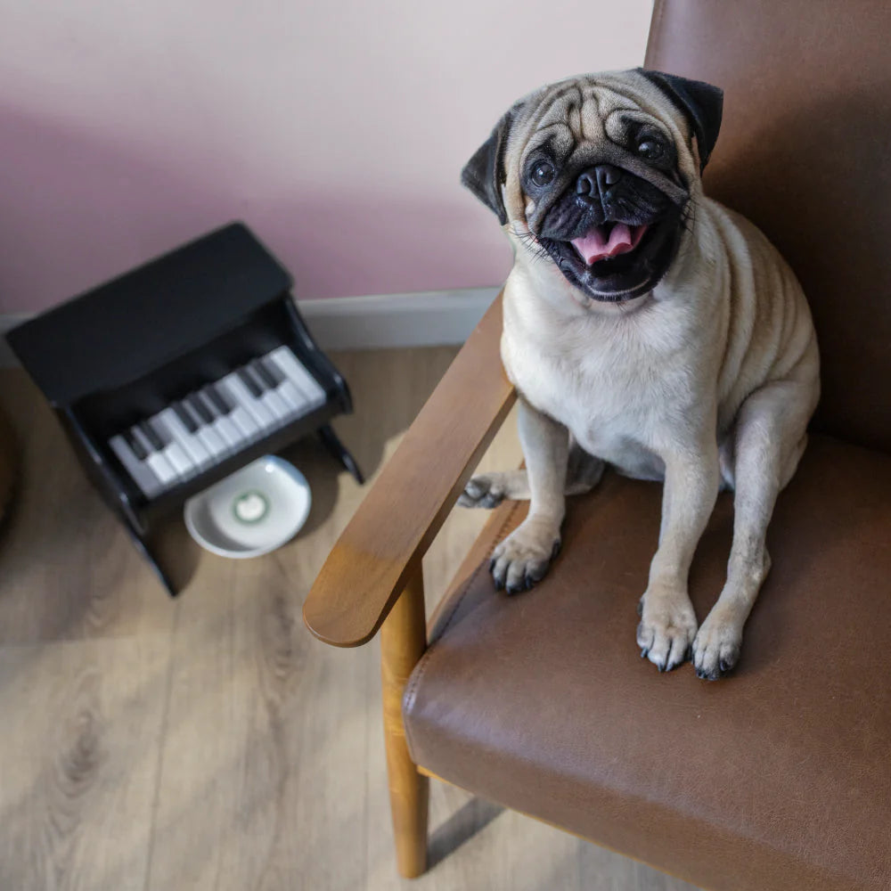 Pet Piano Smart Feeder